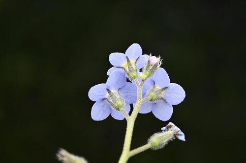 Myosotis sylvatica