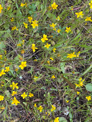 Lasthenia californica, photograph (c) Rebecca Johnson, some rights reserved (CC BY)