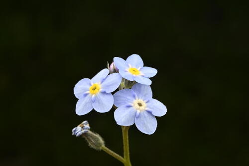 Myosotis sylvatica