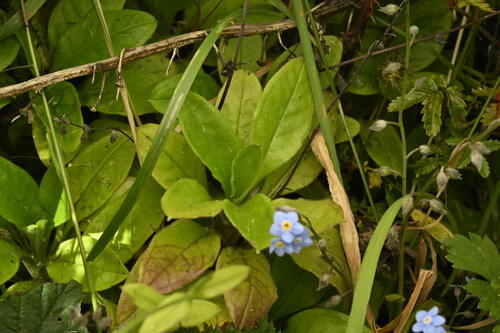 Myosotis sylvatica