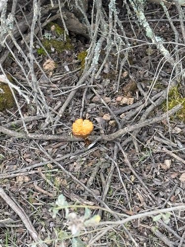 iNaturalist observation photo of Basidiomycete Fungi