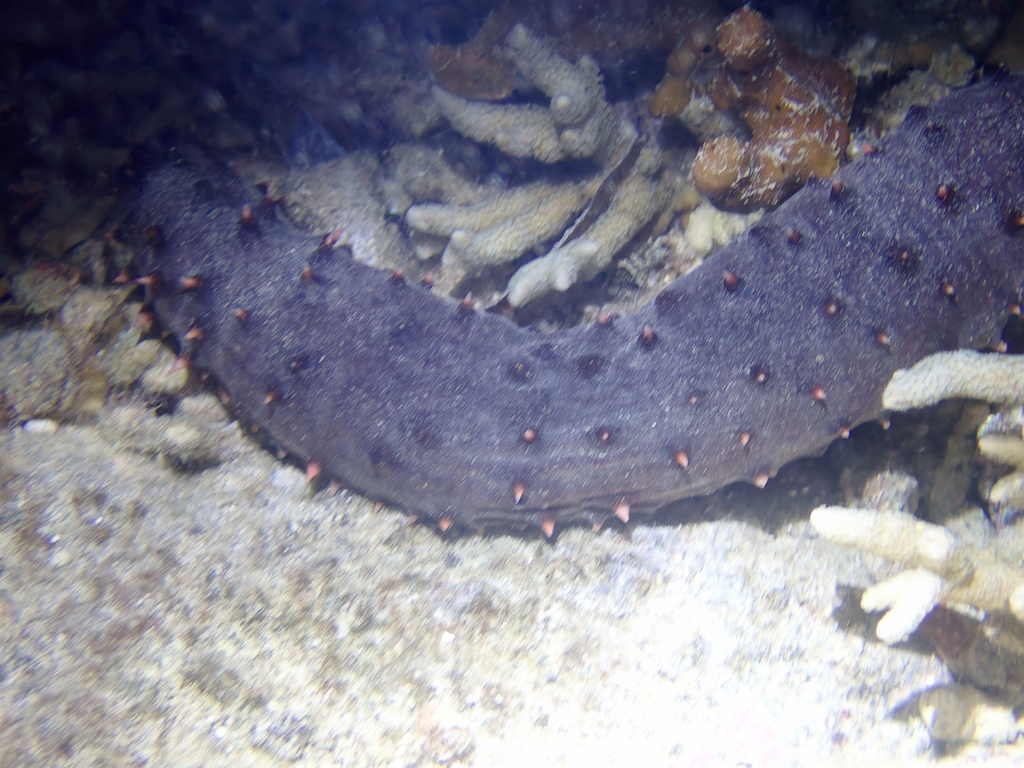 Holothuria roseomaculata