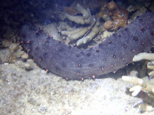 Holothuria roseomaculata