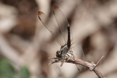 Erythrodiplax umbrata