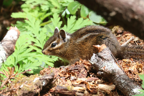 Yellow-cheeked Chipmunk observed by ericcameron