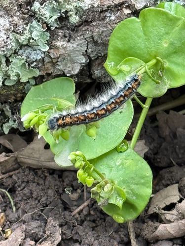 iNaturalist observation photo of Pacific Tent Caterpillar