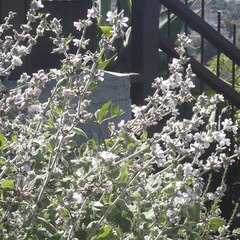 Malacothamnus clementinus
