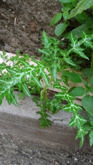 Galactites tomentosus