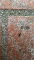 Crematogaster scutellaris