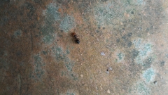 Crematogaster scutellaris