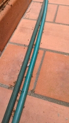 Crematogaster scutellaris