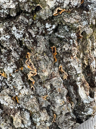 iNaturalist observation photo of hairy curtain crust