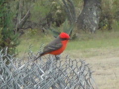Pyrocephalus rubinus mexicanus