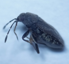 Stygnocoris fuligineus