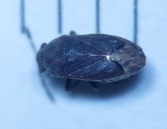 Stygnocoris fuligineus