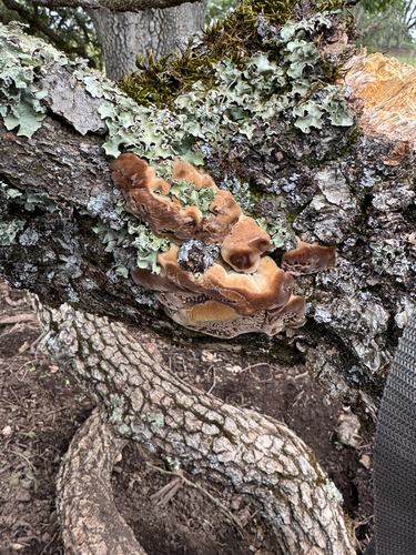 iNaturalist observation photo of Shelf Fungi