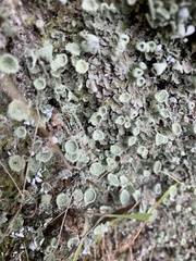 Cladonia