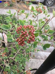 Viburnum × burkwoodii