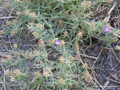 Centaurea × pouzinii