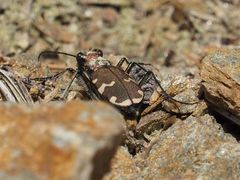 Cicindela sylvicola
