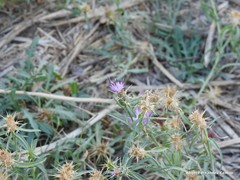 Centaurea × pouzinii