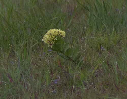 green antelopehorns