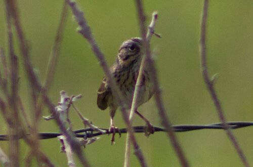 Lincoln's Sparrow