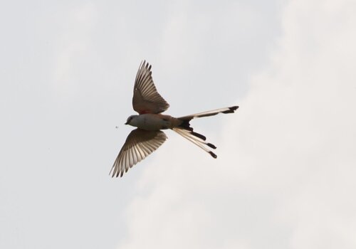 Scissor-tailed Flycatcher
