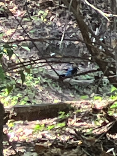 Bushy-crested Jay (Cyanocorax melanocyaneus), photo 7