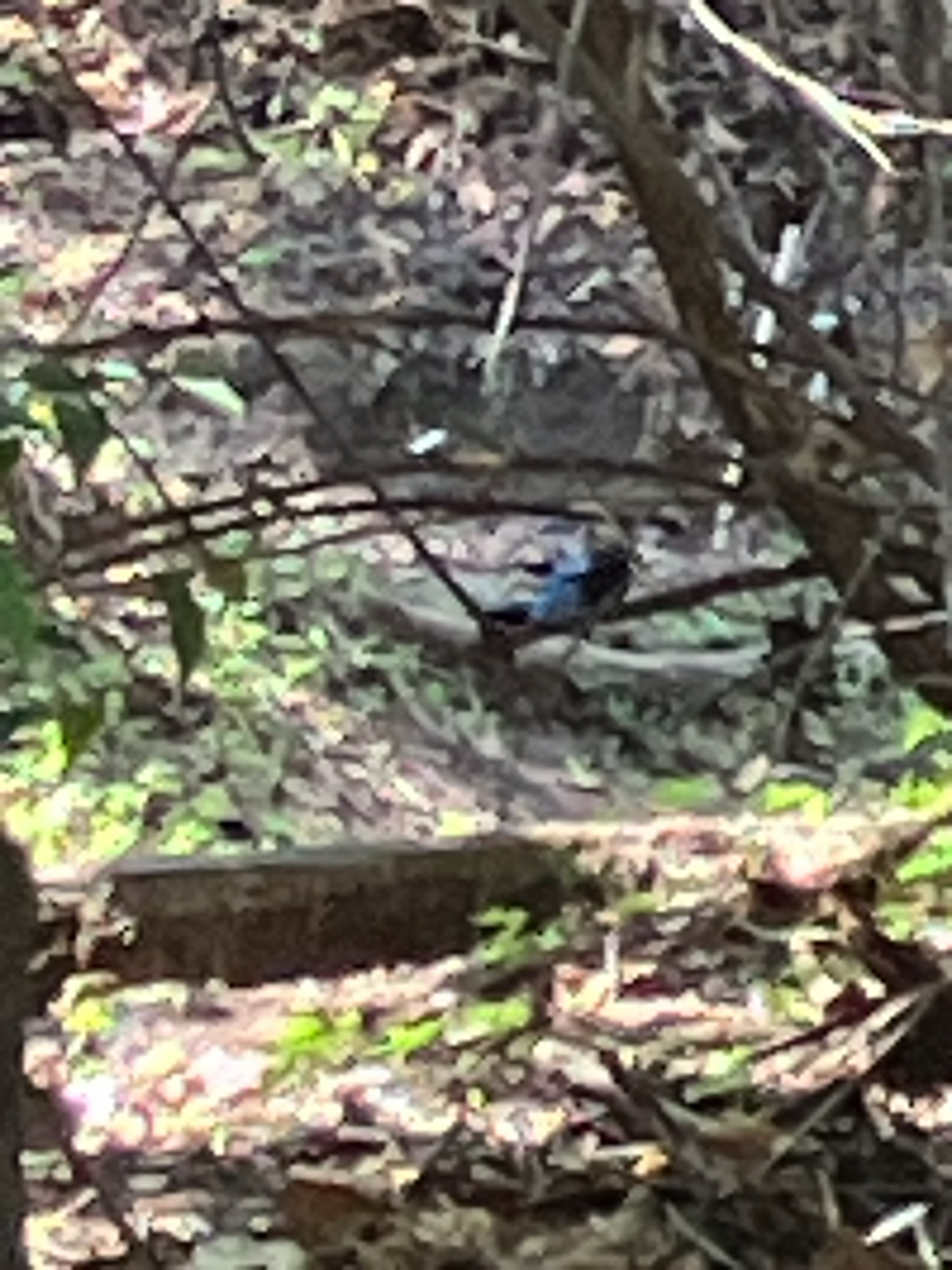 Bushy-crested Jay (Cyanocorax melanocyaneus), photo 10