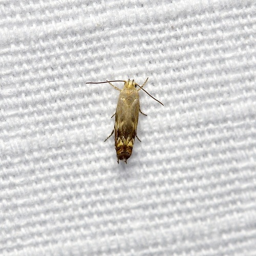 Calliprora sexstrigella photo 2
