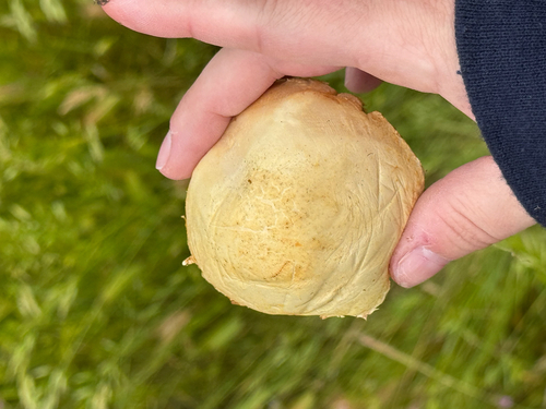 iNaturalist observation photo of Spring Fieldcap