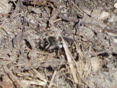 Andrena frigida