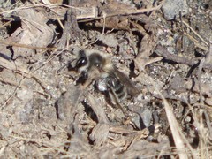 Andrena frigida
