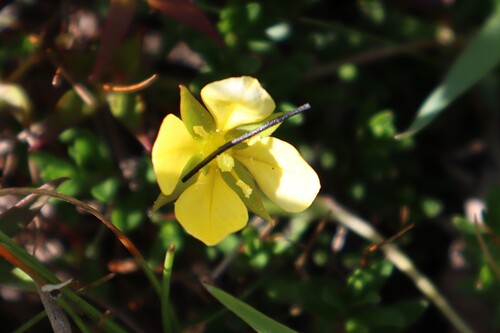 Foto de Ludwigia arcuata