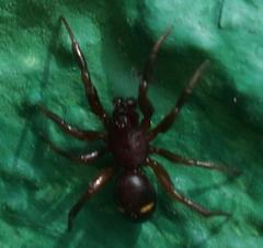 Asagena americana
