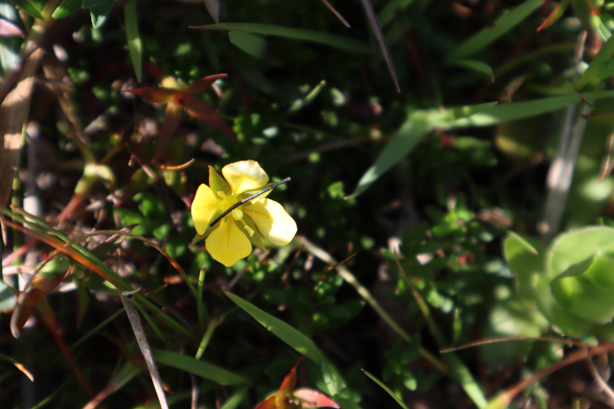 Imagem de Ludwigia arcuata