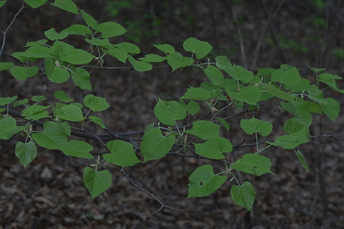 Tilia mandshurica iNat (3)