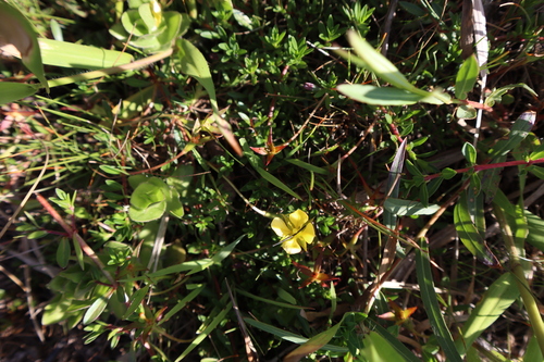 Foto de Ludwigia arcuata