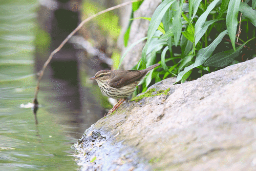 Northern Waterthrush, Central Park - North End, New York, NY, USA, photo 4 of 10