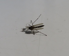 Aedes alboannulatus