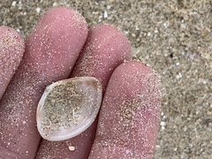 Austromactra rufescens