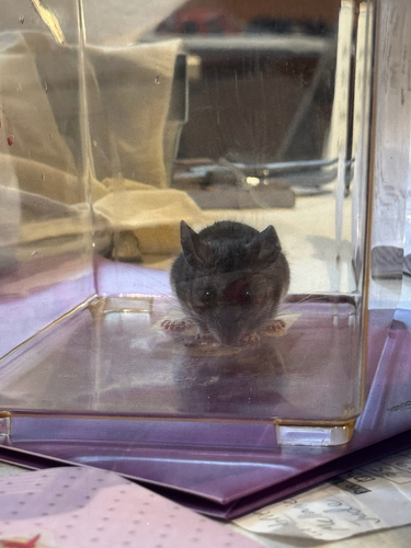 iNaturalist observation photo of Western Deer Mouse