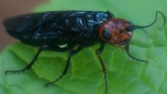 Acantholyda erythrocephala