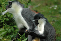 Roloway Monkey photo 2