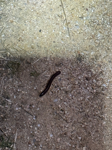 iNaturalist observation photo of Tylobolus