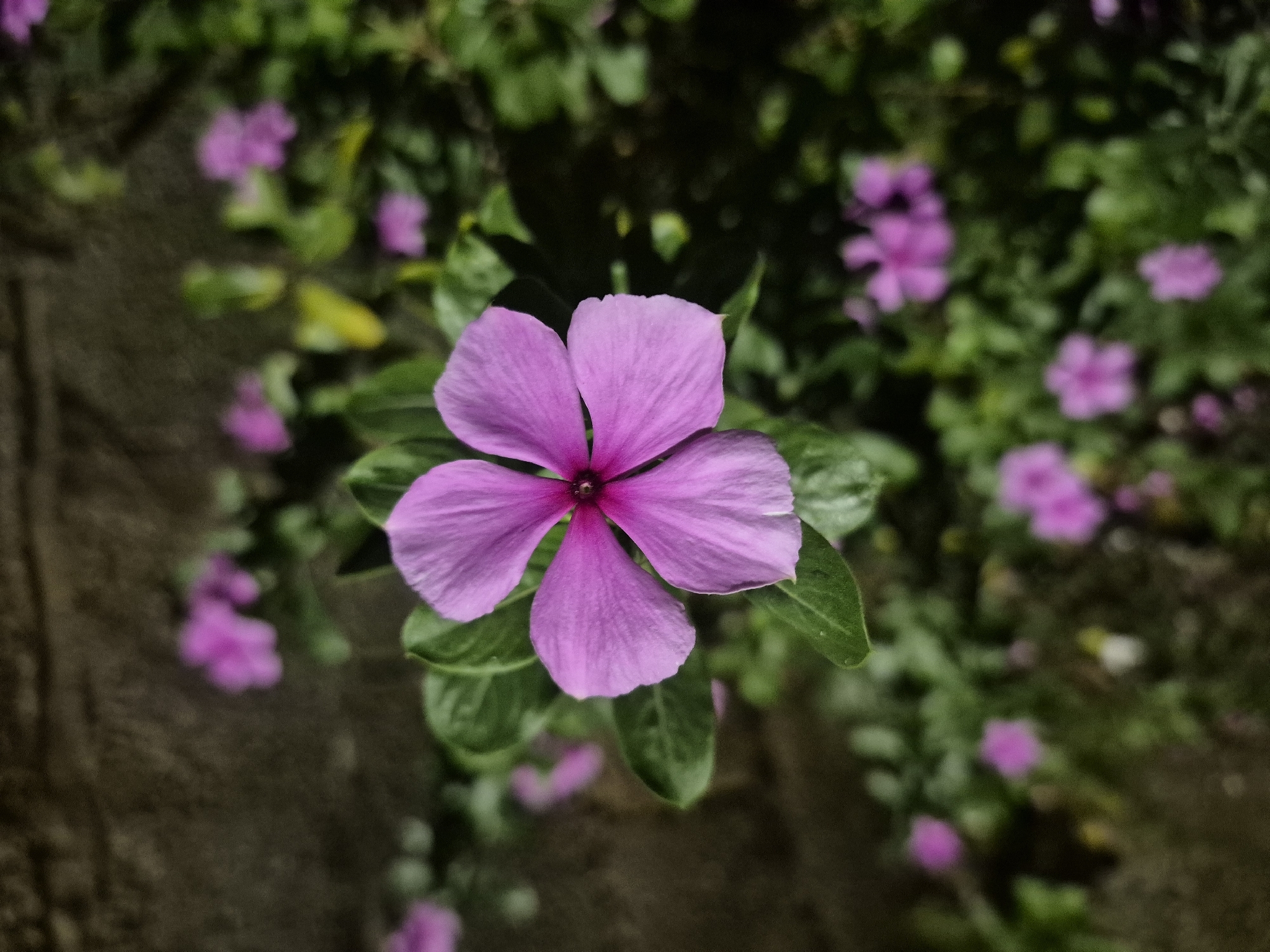Catharanthus roseus