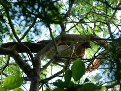 Ortalis erythroptera