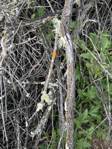 iNaturalist observation photo of coyote brush rust