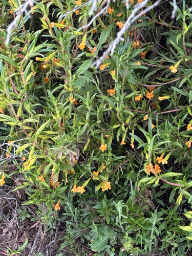 iNaturalist observation photo of orange bush monkeyflower